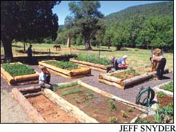 Country Lore: Raised Garden Beds Image